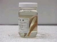 大鰭蟲鰻藏品圖，第2張